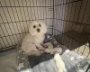 Bichon Frise