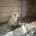 Bichon Frise