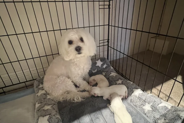 Bichon Frise