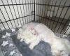 Bichon Frise