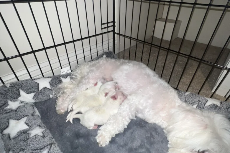 Bichon Frise