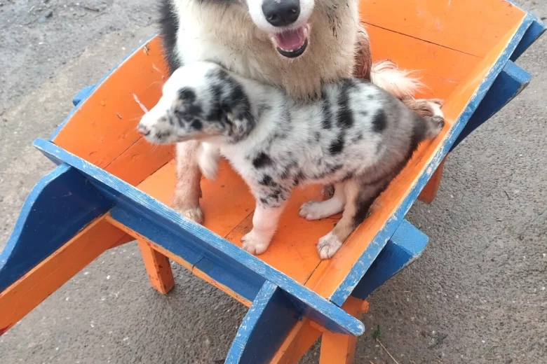 Border Collie