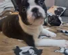 Boston Terrier