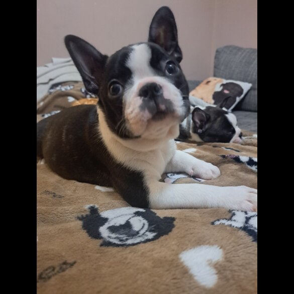 Boston Terrier