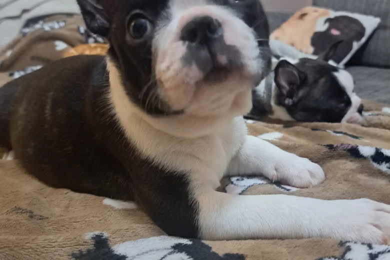 Boston Terrier