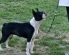 Boston Terrier