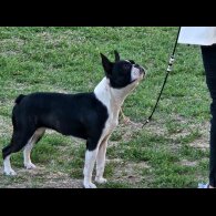 Boston Terrier