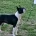 Boston Terrier