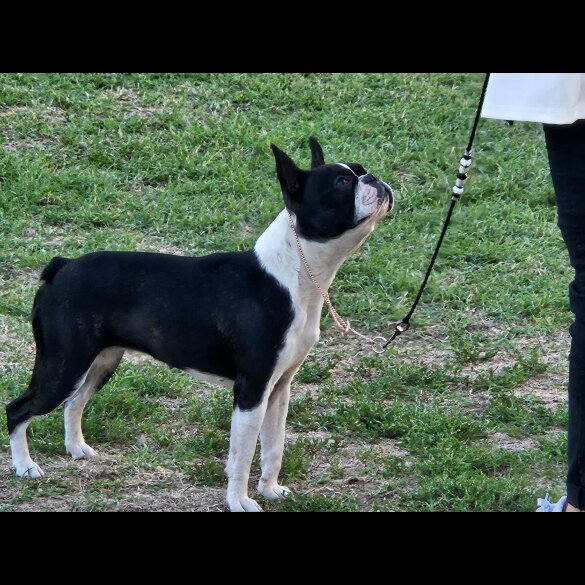 Boston Terrier