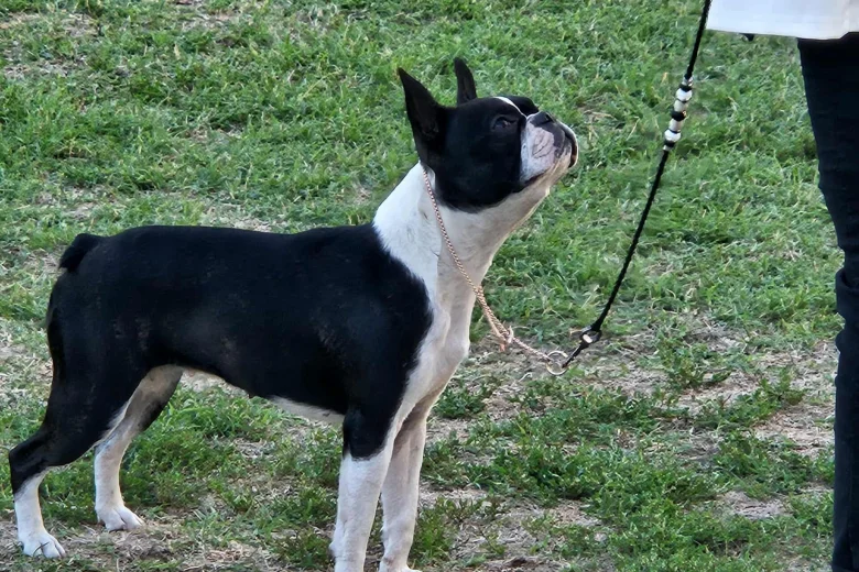 Boston Terrier