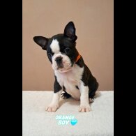 Boston Terrier