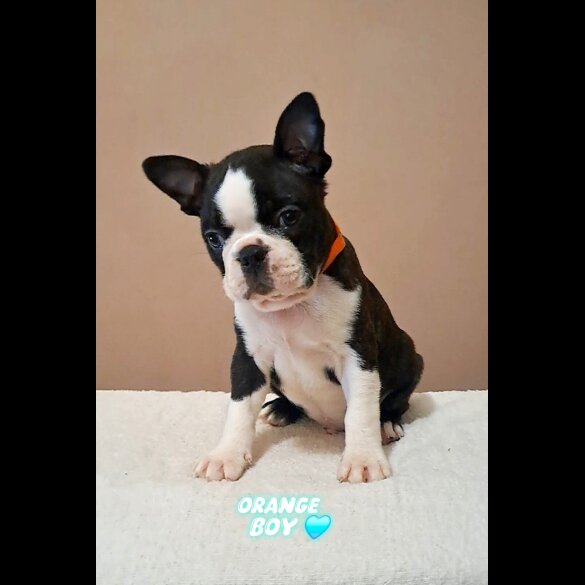Boston Terrier