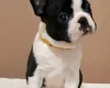 Boston Terrier