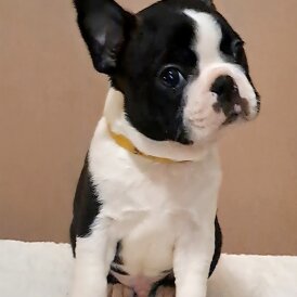Boston Terrier