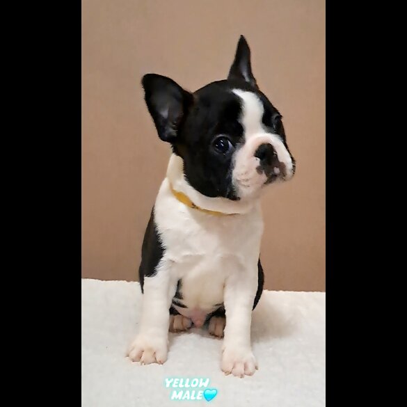 Boston Terrier