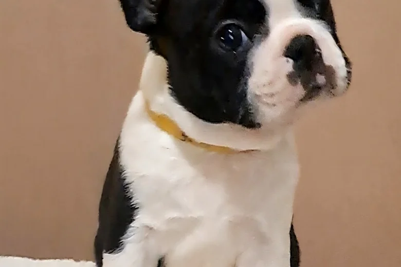 Boston Terrier