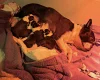 Boston Terrier