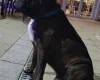 Boxer