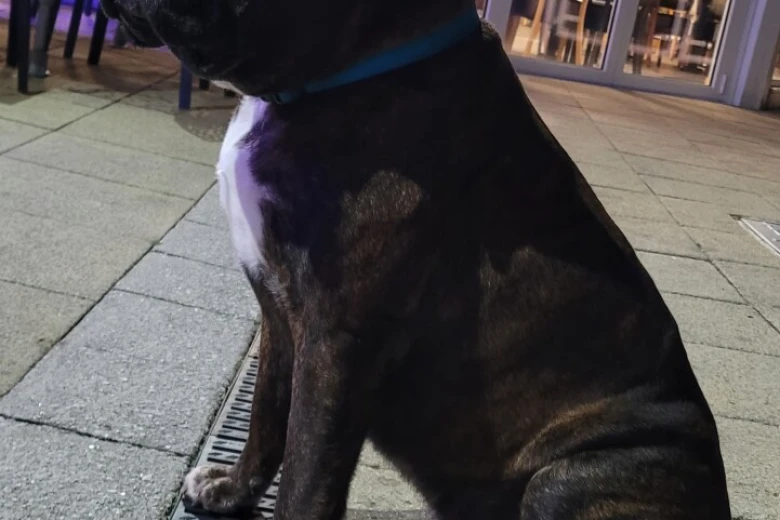 Boxer