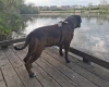 Boxer
