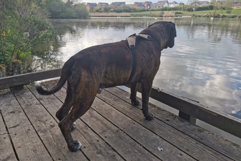 Boxer