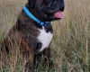 Boxer