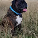 Boxer