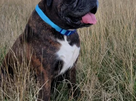 Boxer