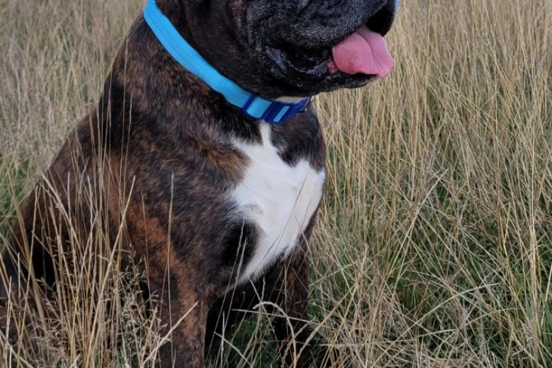 Boxer