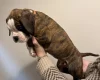 Boxer