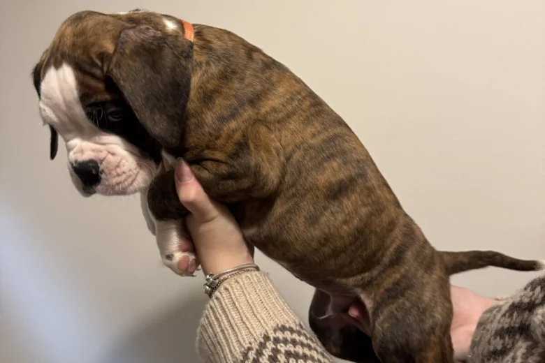 Boxer