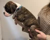 Boxer