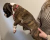 Boxer