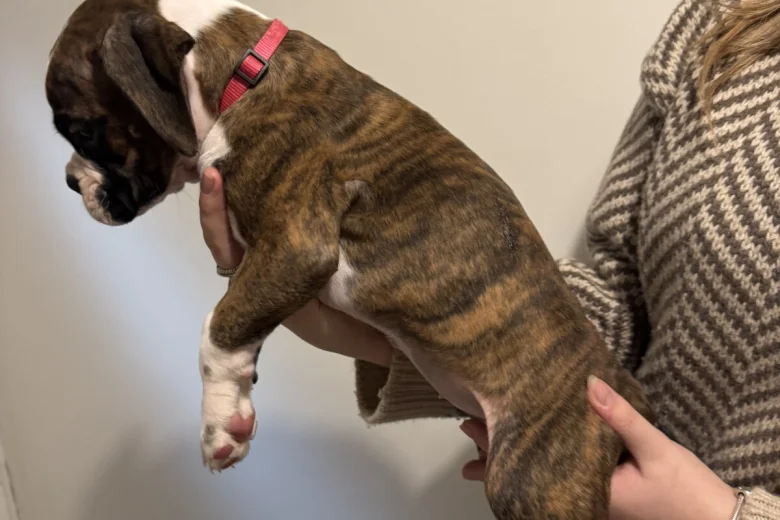 Boxer