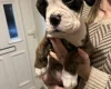 Boxer