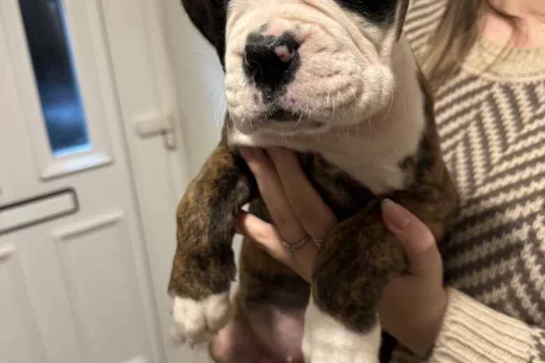 Boxer
