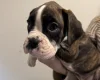 Boxer
