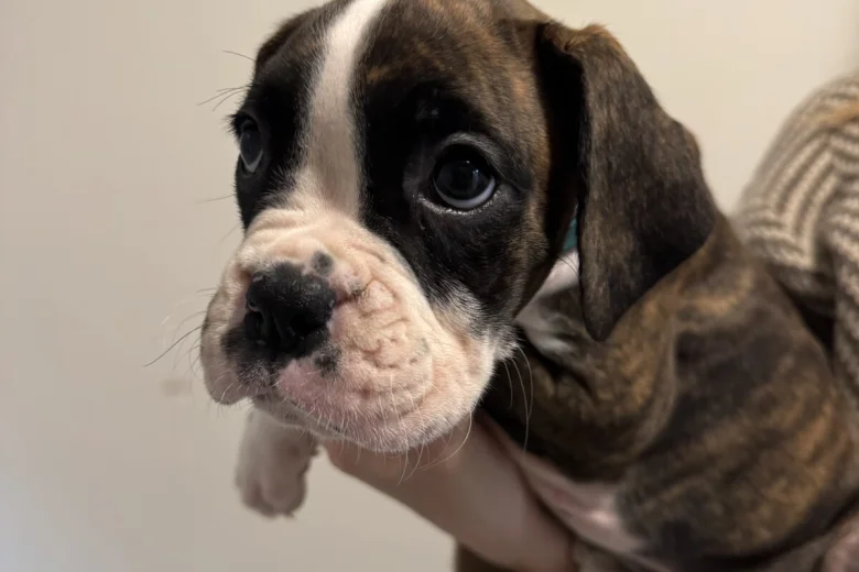 Boxer