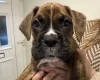 Boxer