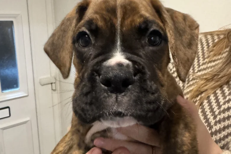 Boxer