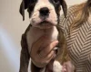 Boxer