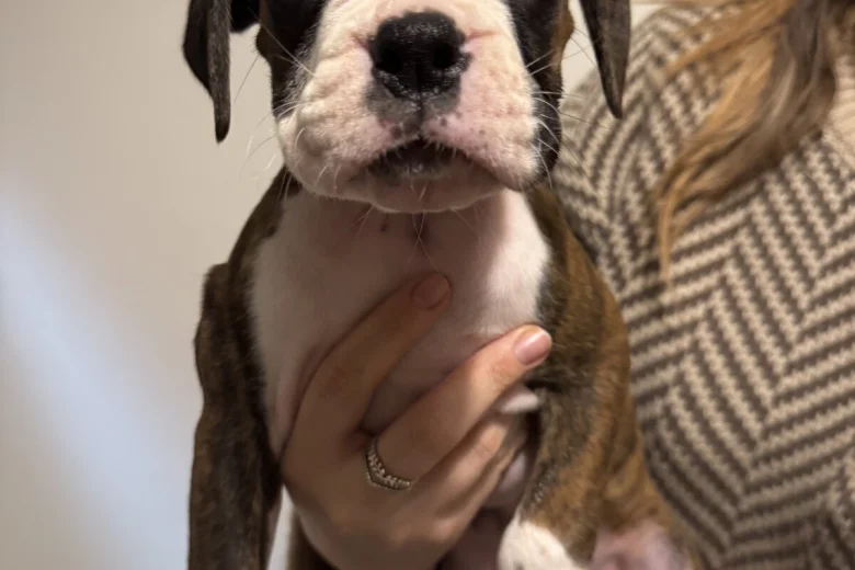 Boxer