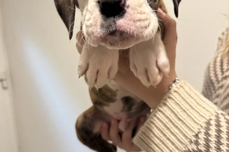 Boxer
