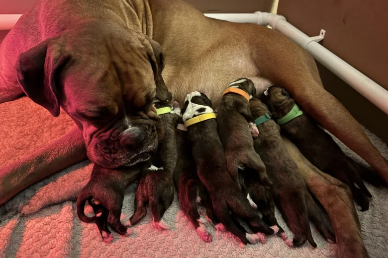 Boxer