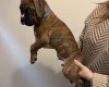 Boxer