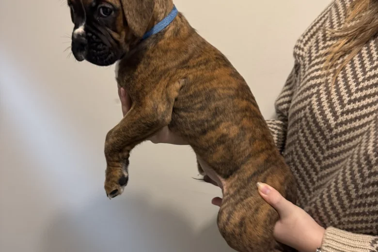 Boxer
