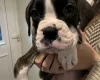 Boxer