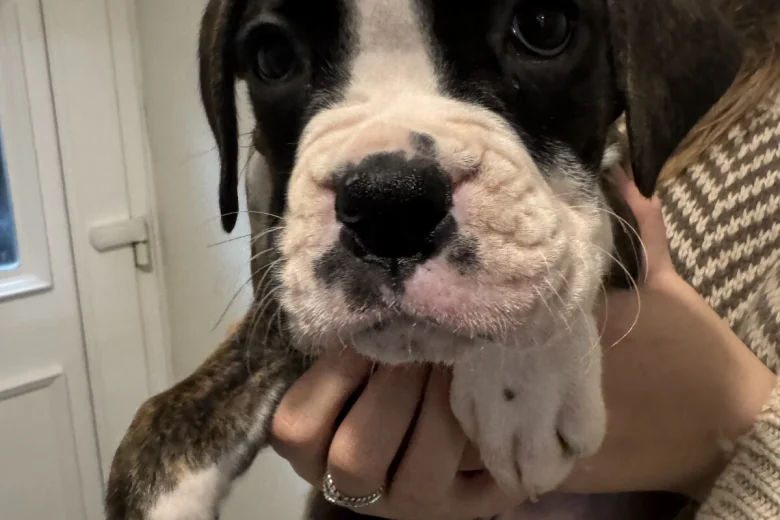 Boxer