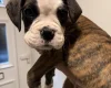 Boxer