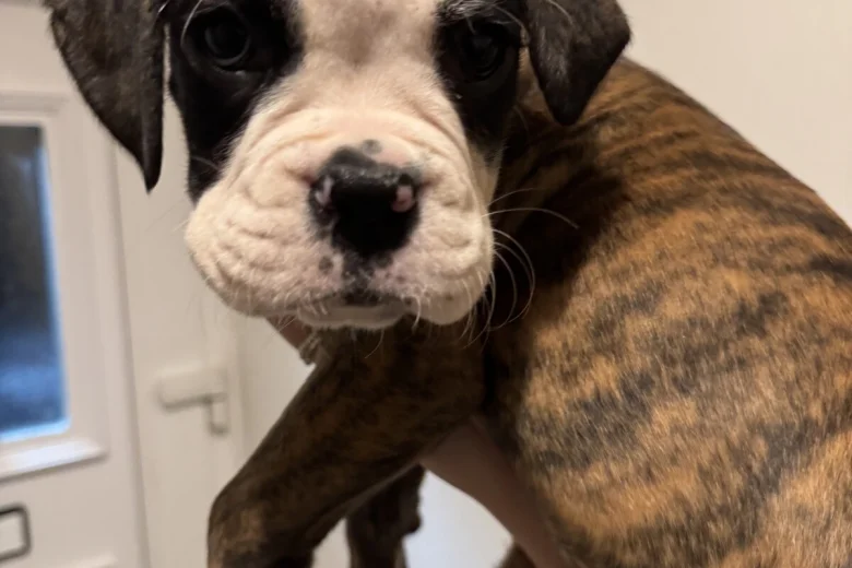 Boxer